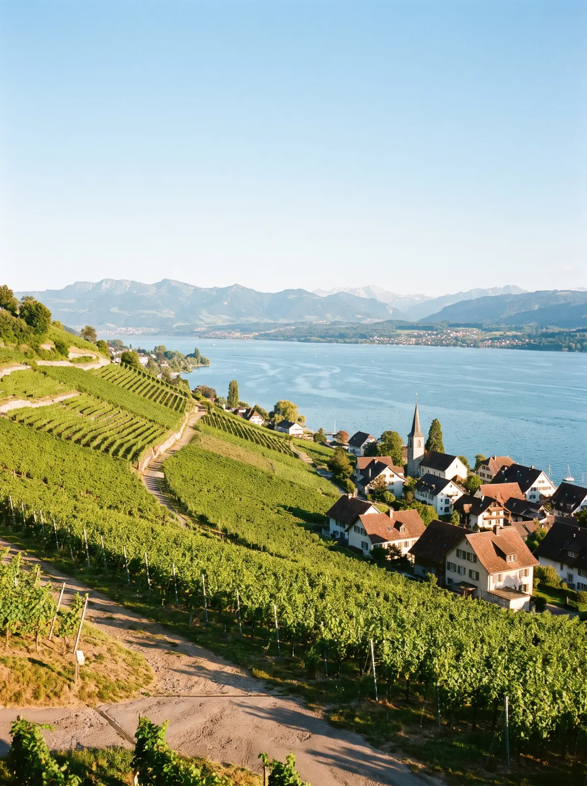 Vineyards near Wädenswil on the left shore of Lake Zurich